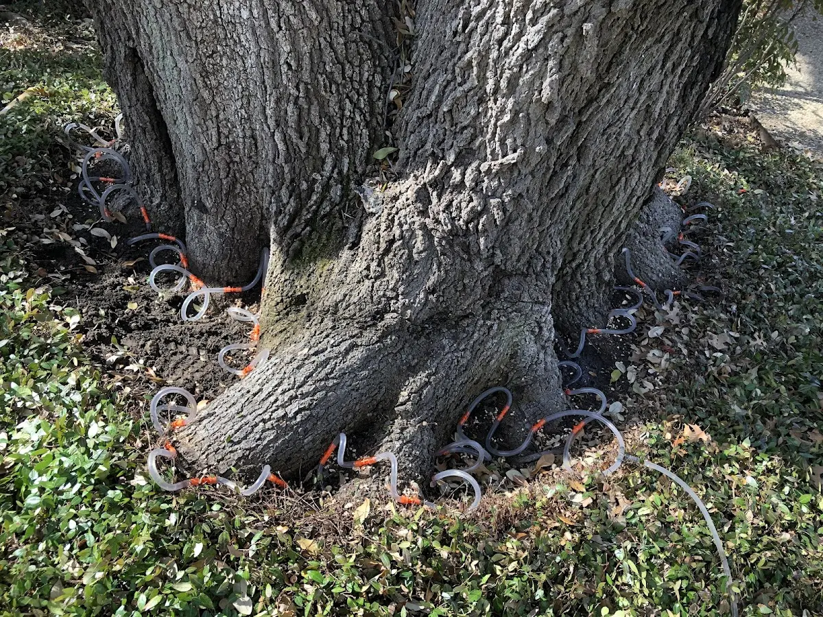 Detailed Tree Cabling and Bracing job site in Metlakatla