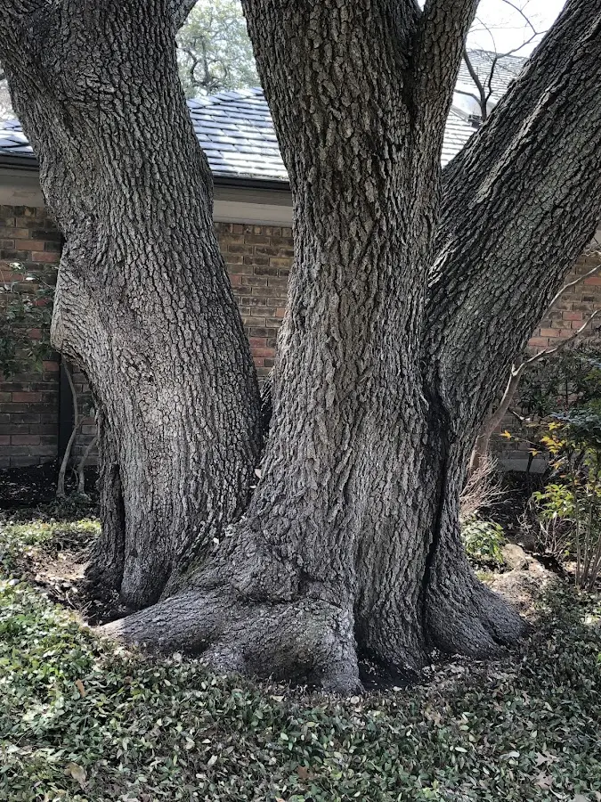 Mature heritage tree close to a Metlakatla property cared for by certified arborists